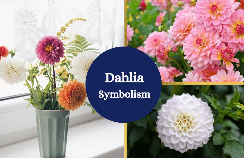 Dahlia symbolism and meaning