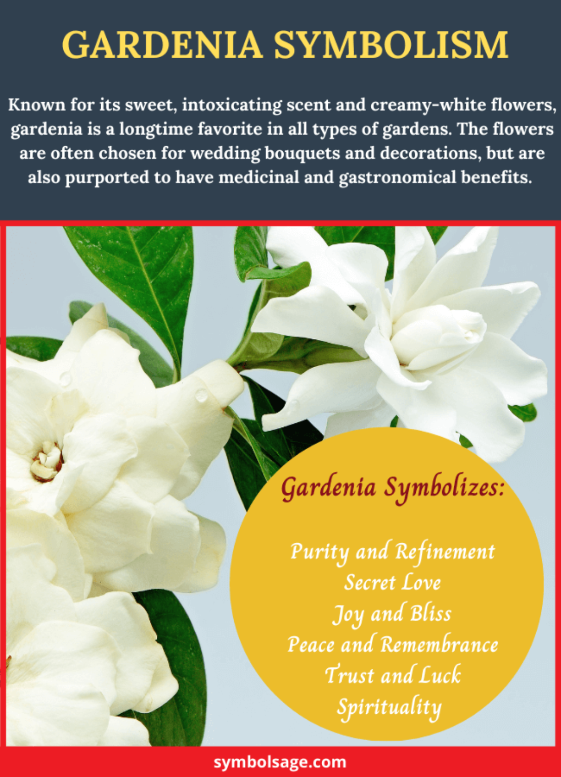 Gardenia – Symbolism and Meaning - Symbol Sage