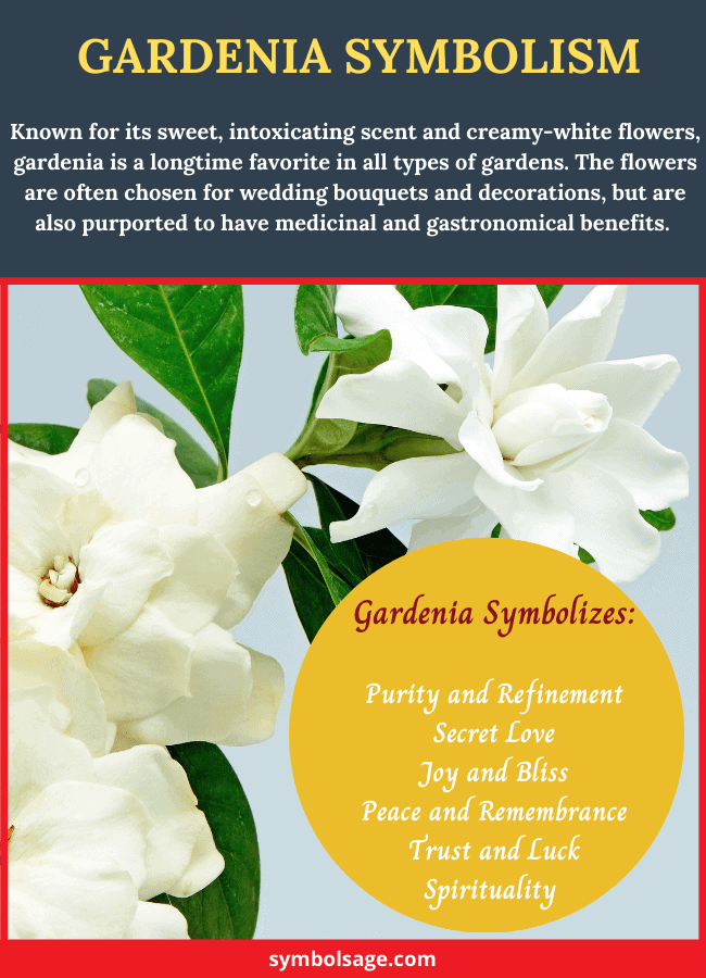 Gardenia flower meaning and symbolism