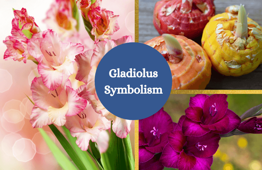Gladiolus symbolism meaning