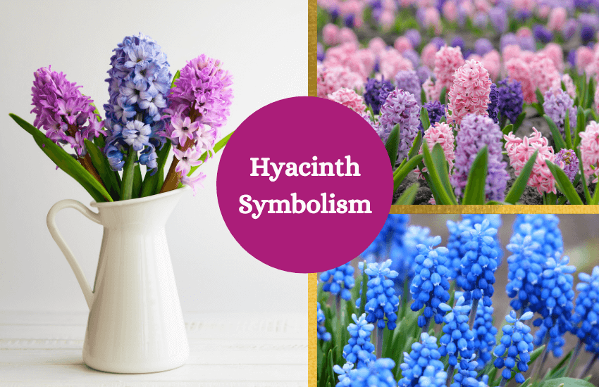 Hyacinth meaning symbolism