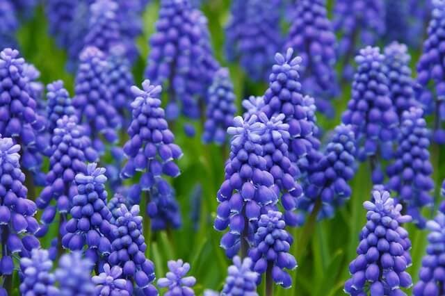 Hyacinth modern use