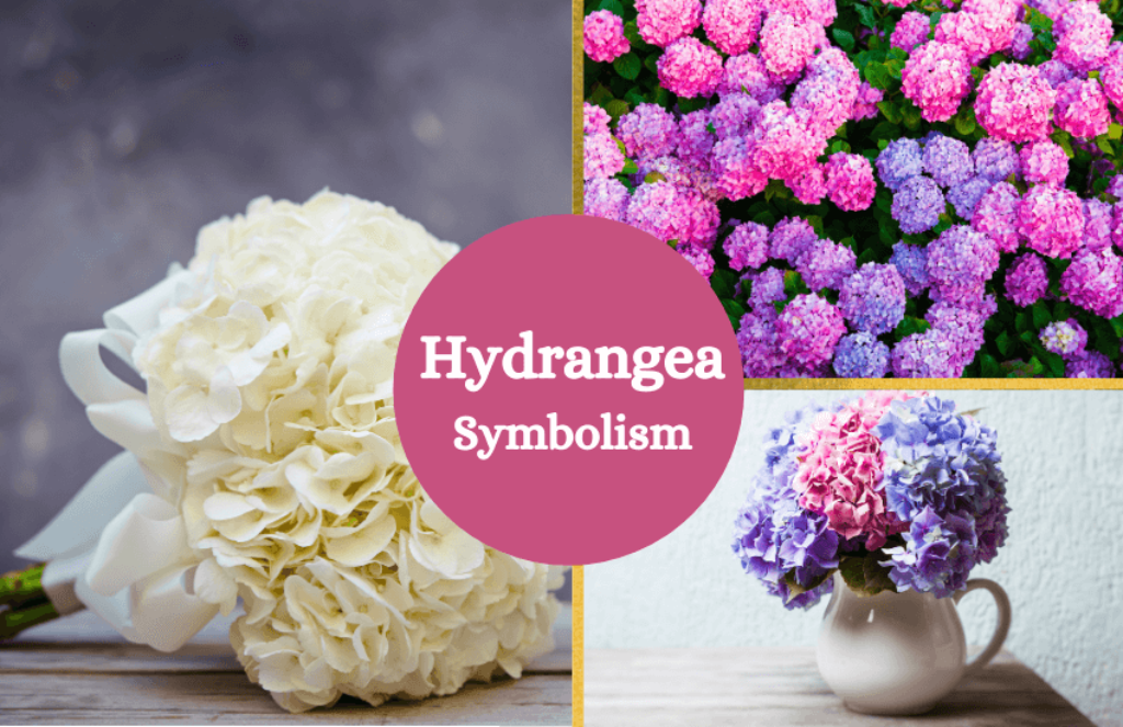 Hydrangeas Flower Symbolism and Meaning Symbol Sage