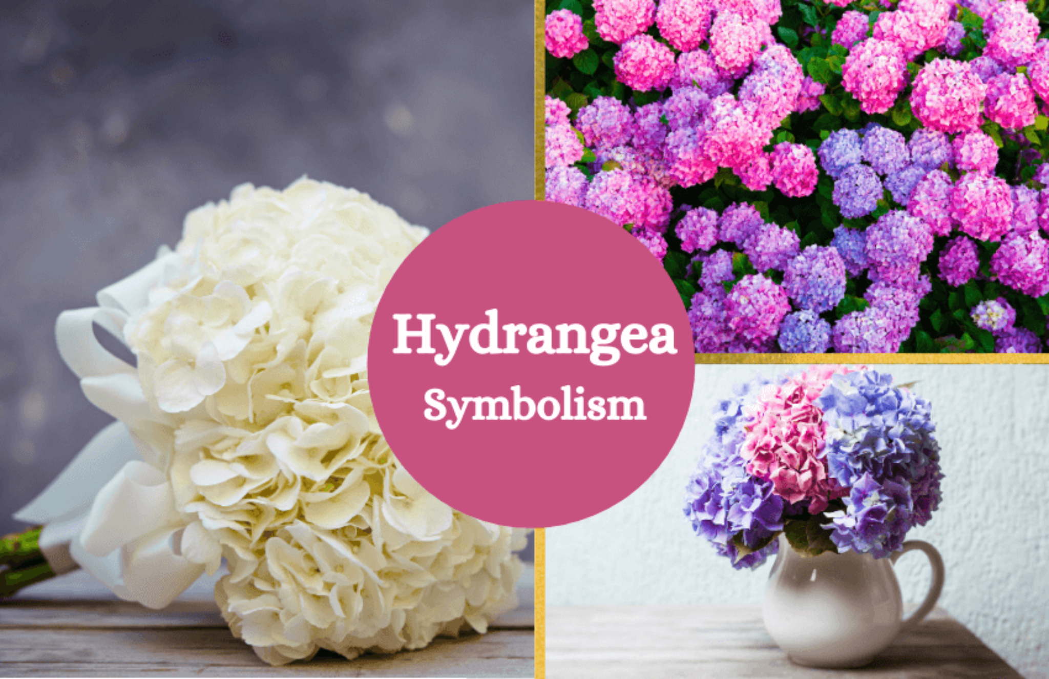 Hydrangea Connotations Hydrangeas Flower – Symbolism and Meaning - Symbol Sage