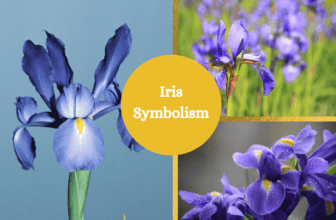 Iris symbolism and meaning