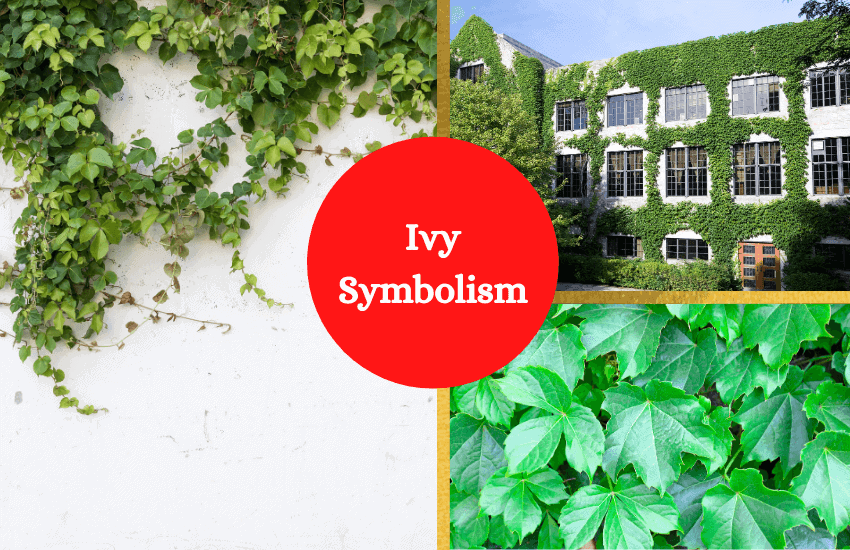 Ivy symbolism