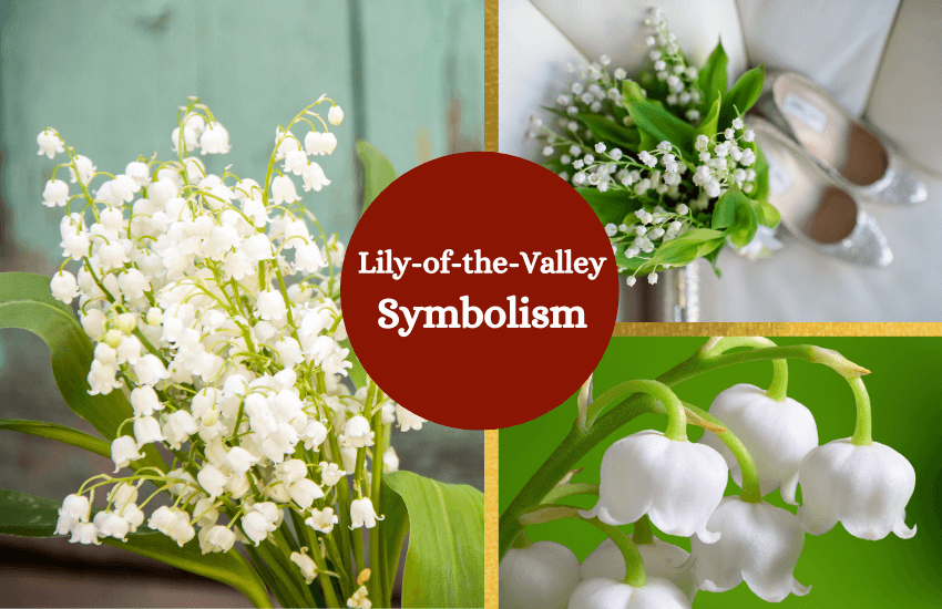 Lily of the valley symbolism