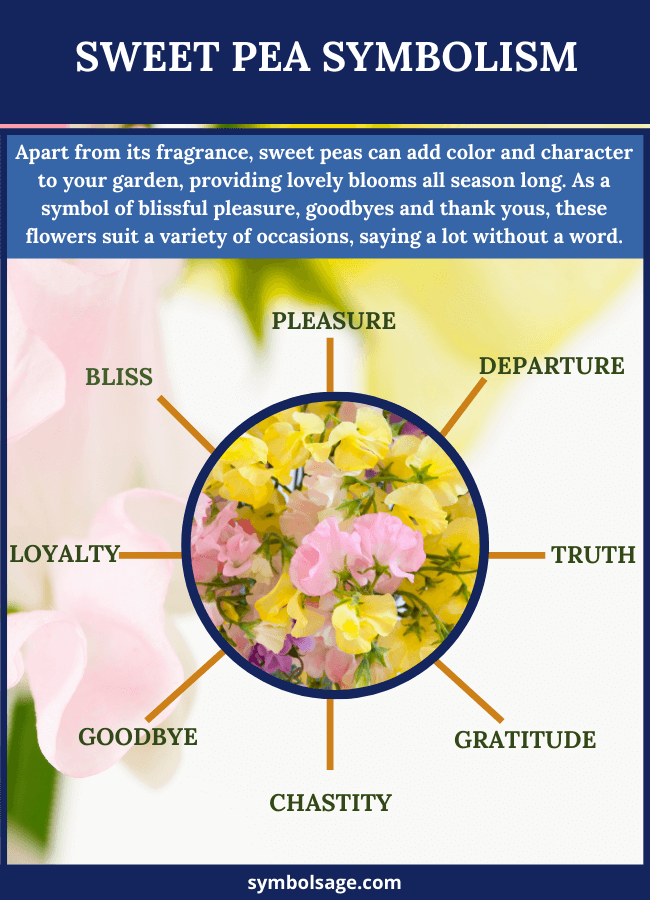 Sweet Peas – Symbolism and Meaning - Symbol Sage