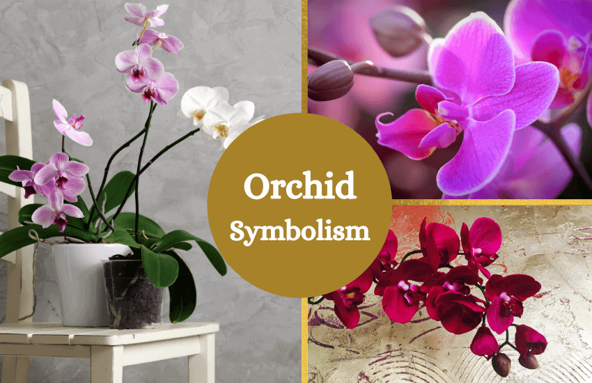 Orchid symbolism and meaning