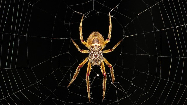 Spider closeup