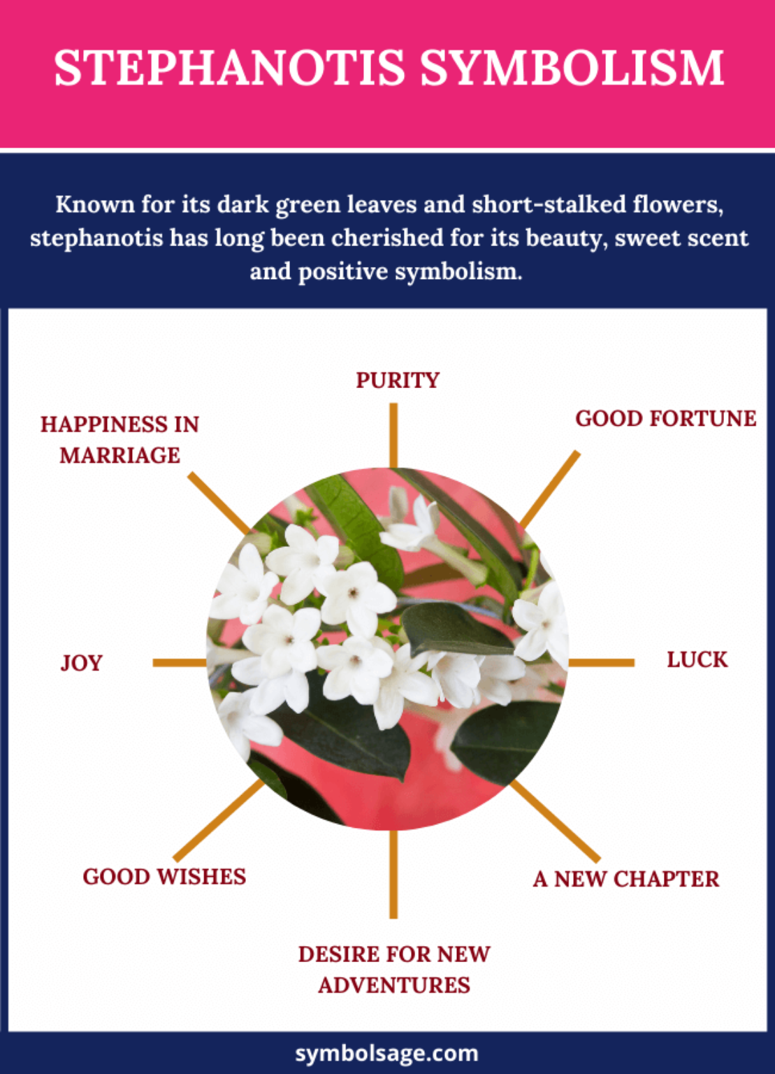 Stephanotis Symbolism and Meaning Symbol Sage