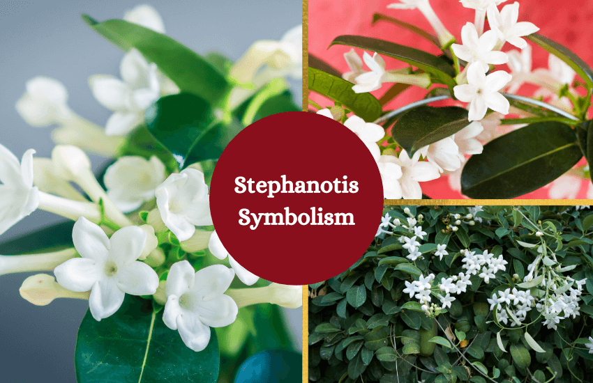 Stephanotis flower symbolism and meaning