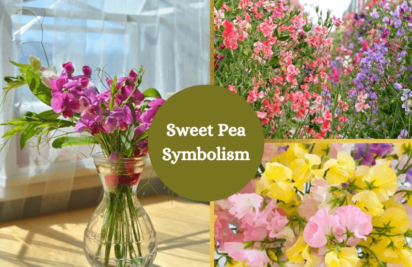 Sweet pea symbolism