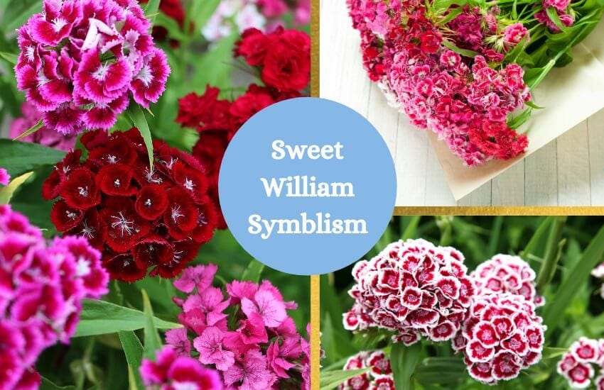 Sweet william flower symbolism