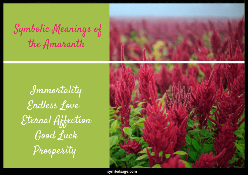 Amaranth Symbolism and Meaning Symbol Sage