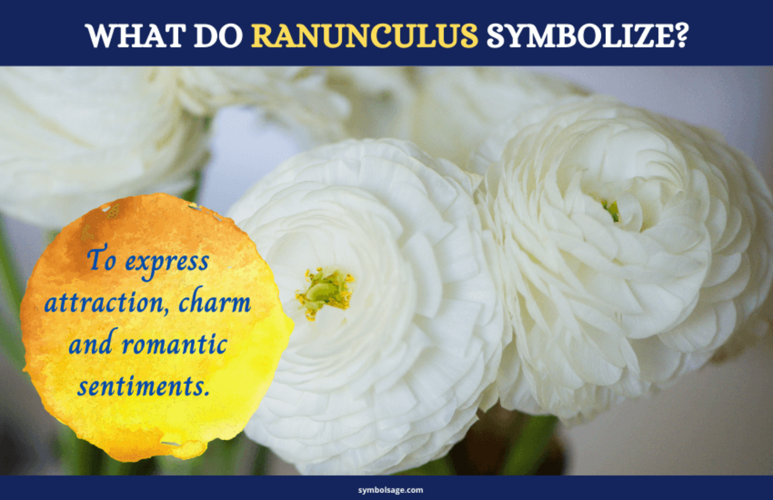 Ranunculus Symbolism and Meaning Symbol Sage