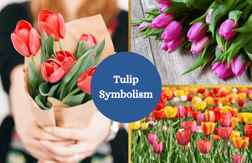 Tulip symbolism and meaning