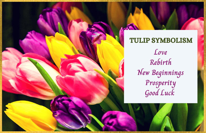 Tulip symbolism
