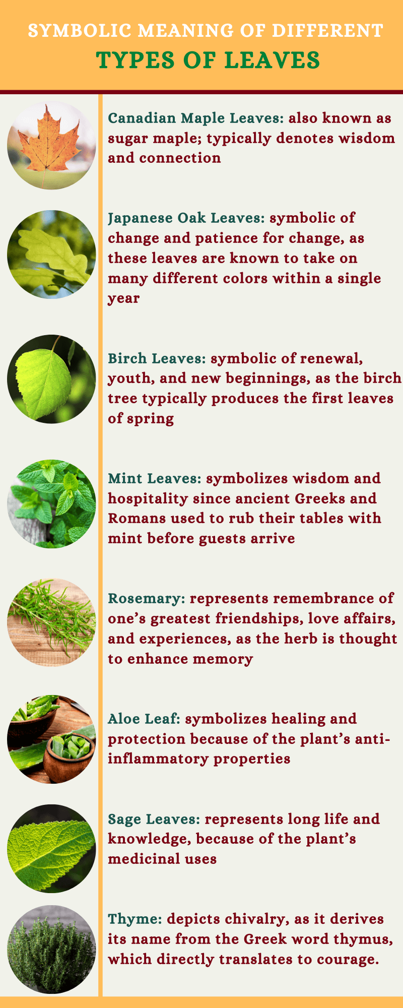 Types of leaves meaning