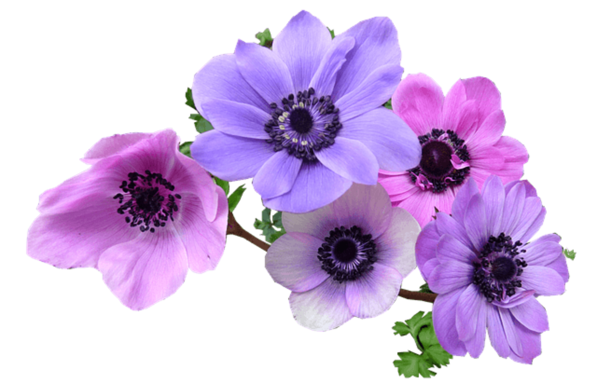 Anemone Flower Meaning and Symbolism Symbol Sage