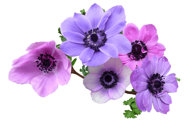 anemone flower