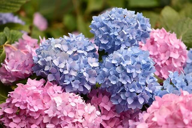Blue and pink hydrangea flowers