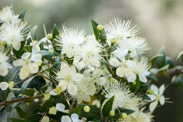 White myrtle flower closeup