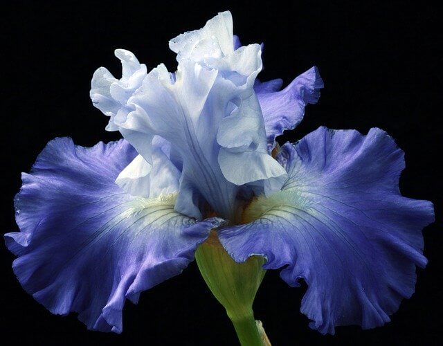 Iris flower closeup
