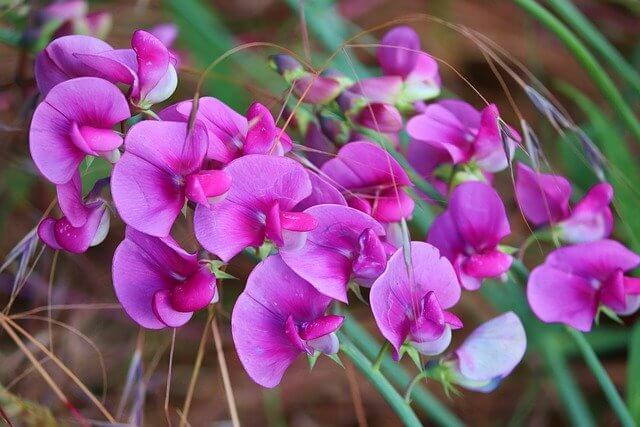 What is the sweet pea