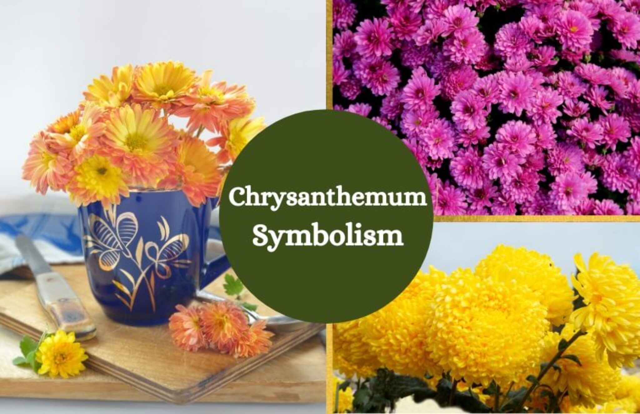 Chrysanthemum Flower Symbolism and Meaning Symbol Sage