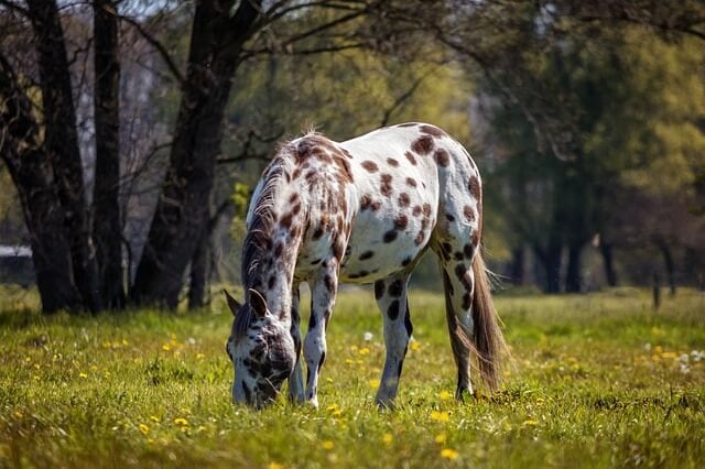 Appaloosa horse Idaho