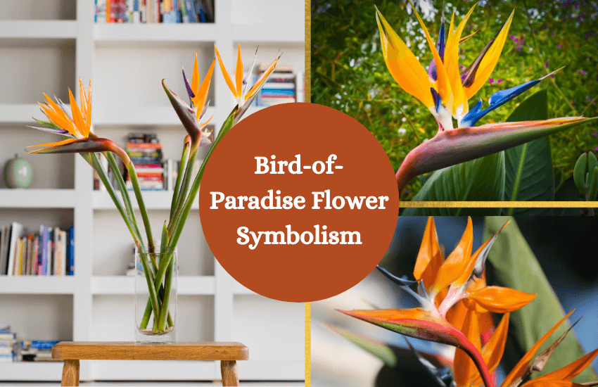 Bird of paradise flower symbolism