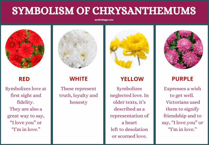Chrysanthemum color meaning