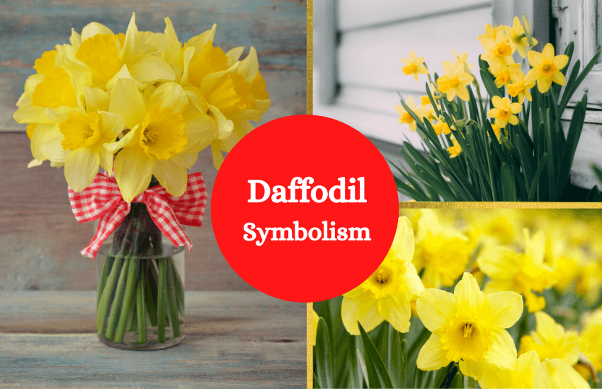 daffodil flower meaning
