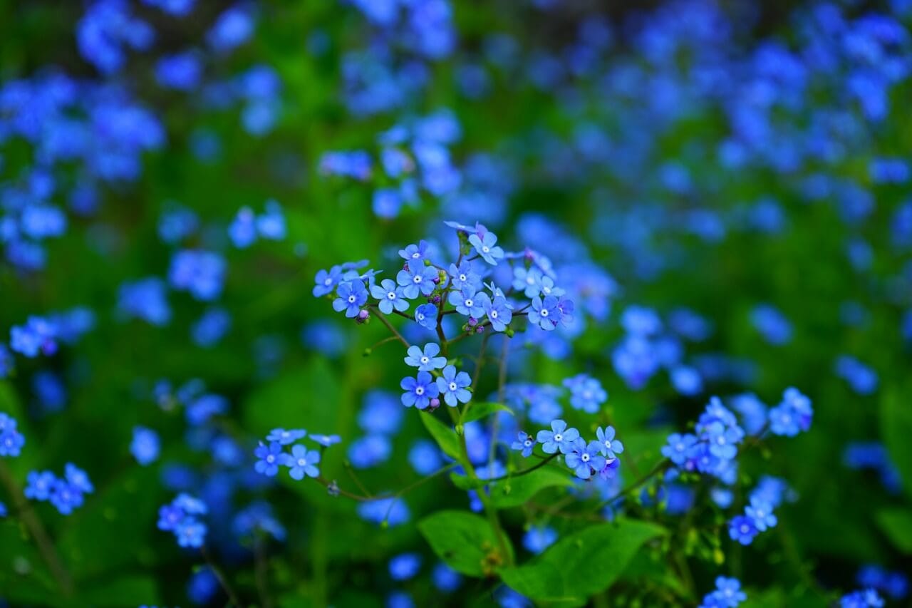 Blue forget me not flower