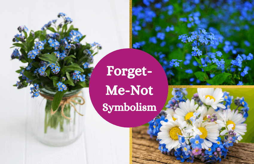 Forget Me Not Flower Meaning And Symbolism Symbol Sage