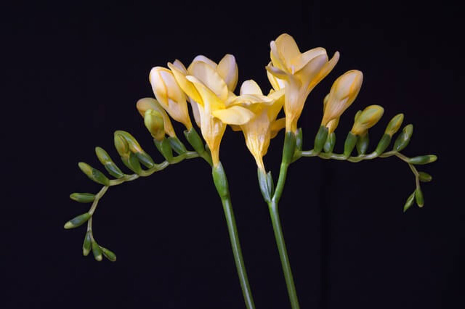 Freesia Symbolism and Meaning Symbol Sage