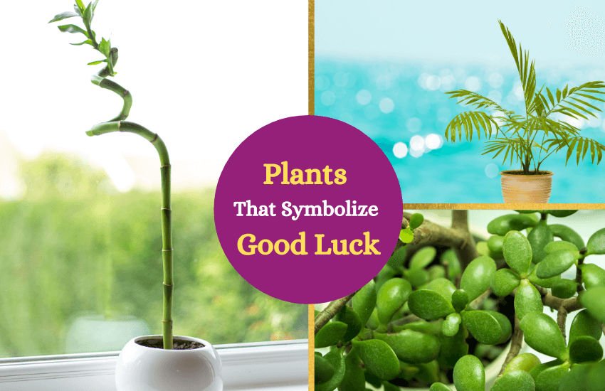 Good luck plants