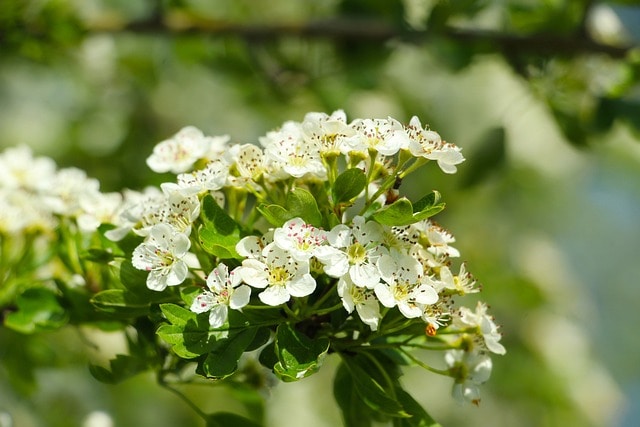 White Hawthorn Blossom
