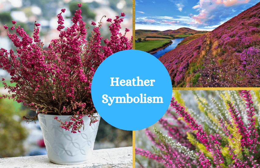 Heather symbolism meaning