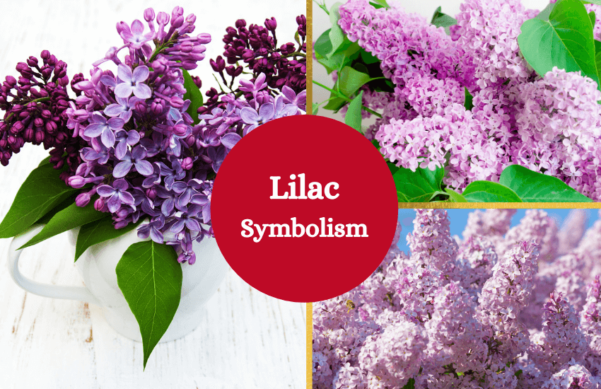 Lilac flower meaning