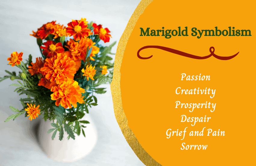 Marigold flower meaning symbolism