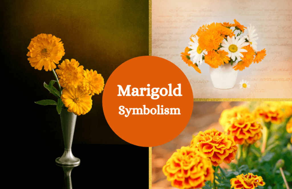 Marigold Flower Meaning and Symbolism Symbol Sage