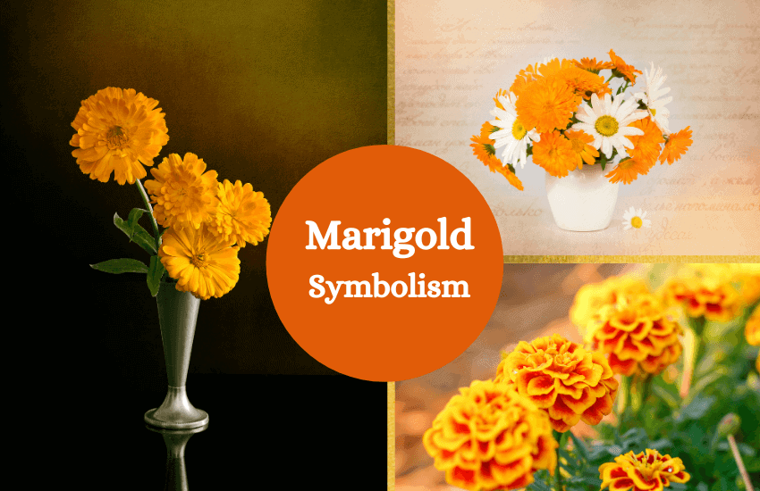 Marigold flower meaning