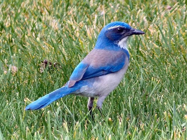 Mountain bluebird Idaho