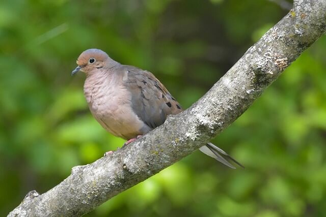 Mourning dove Wisconsin state