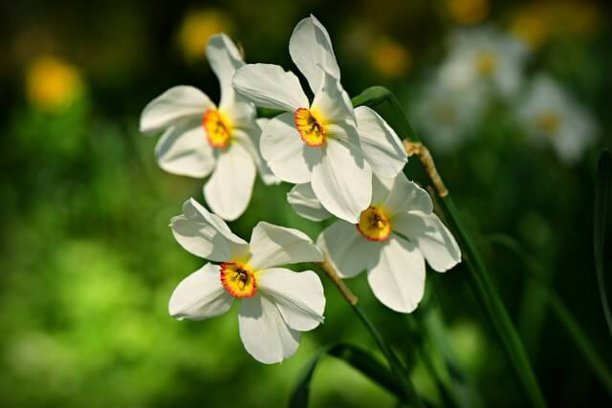 The Myth of Narcissus Ego, Reflections, and Tragic Consequences