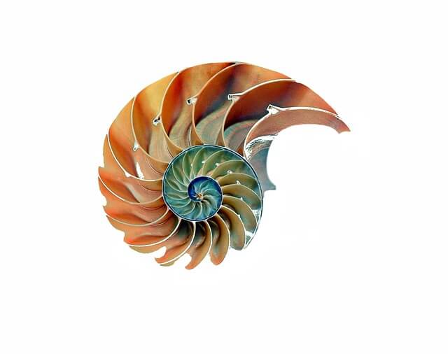 Nautilus shell growth
