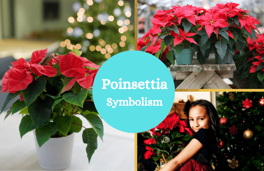 Poinsettia symbolism