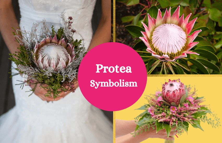 Protea meaning and symbolism